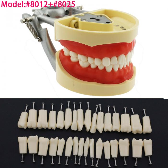 Kilgore NISSIN 200 Typ Dental Typodont Modell mit abnehmbaren Zähnen