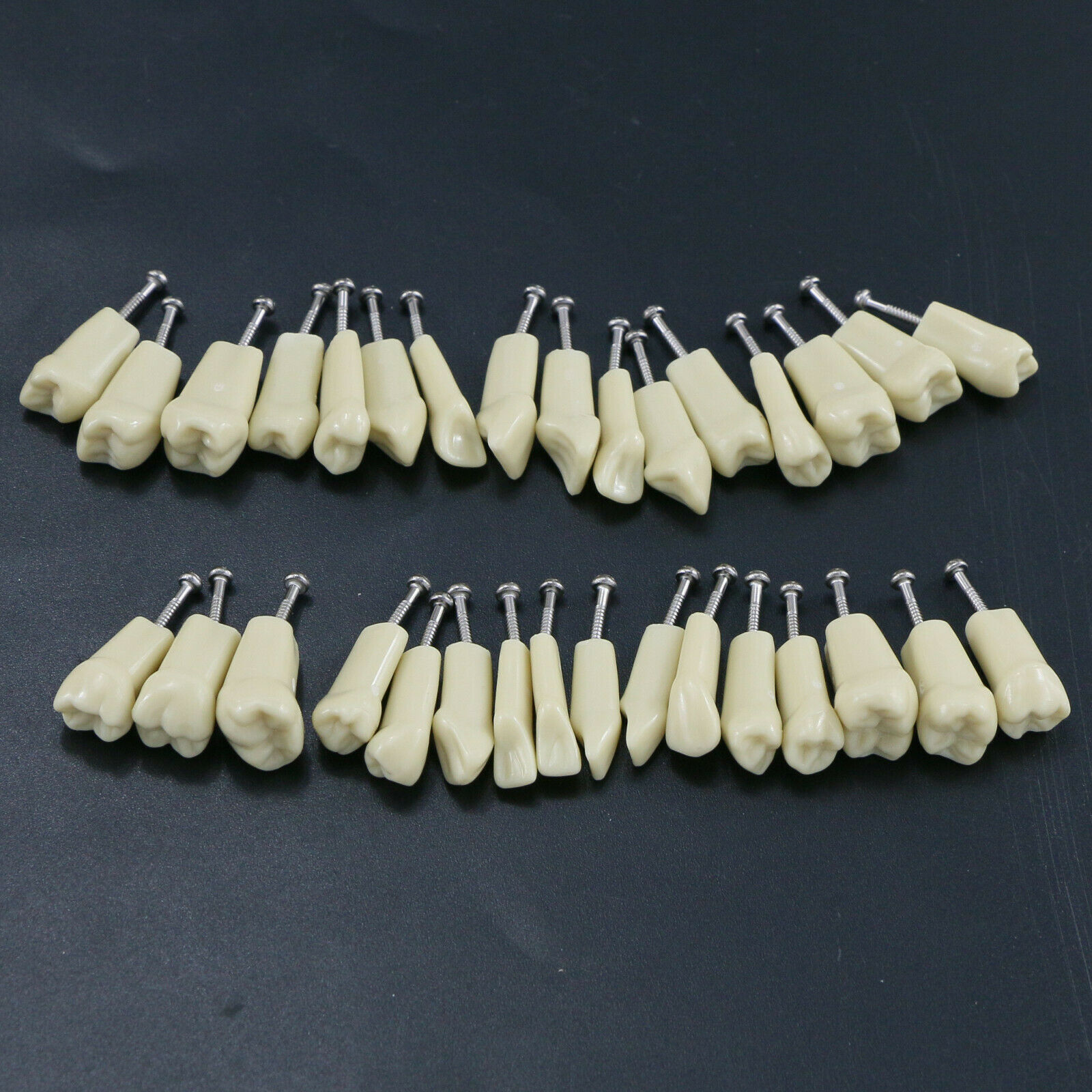 32 Stck Dental Typodont Restorative Standardmodell Zahnmodelle / Arbeitsmodelle Kompatibel mit Frasaco AG3 Modell
