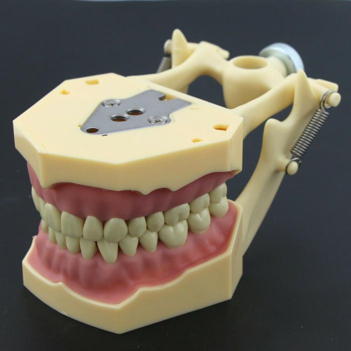 Dental Typodont Restorative Standardmodell M8014-2 Kompatibel mit Frasaco AG3 Modell