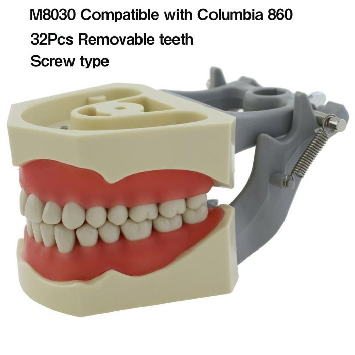 Zahnmodell Kiefer Modell M8030 32 Stck Zähne (Kompatibler Columbia 860)