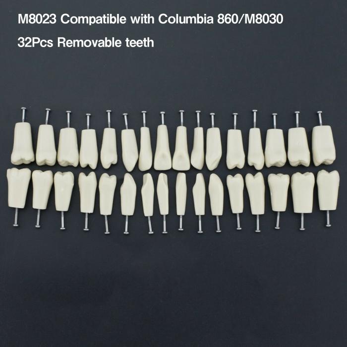 Dental Modellzähne M8023 32 Stck Ersatzzähne (Kompatibler Columbia 860)