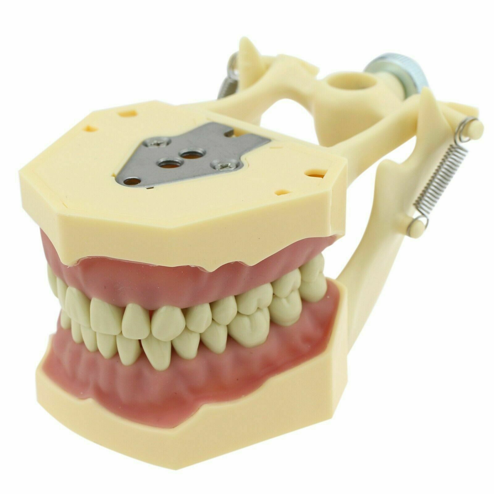 Zahnmodelle Arbeitsmodelle im Artikulator M8014-2 Kompatibler Frasaco AG3