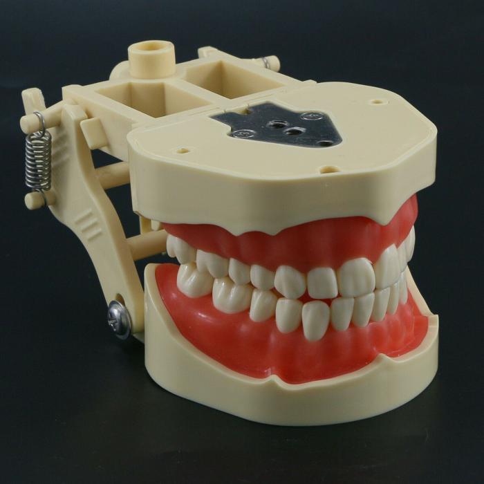Zahnmodelle Arbeitsmodelle im Artikulator M8013 Kompatibler Frasaco ANA-4
