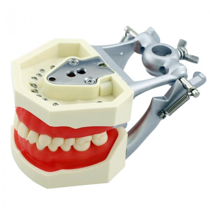 Zahnmodelle Arbeitsmodelle im Artikulator M8011/M8012 Kompatibel Nissin Kilgore 200
