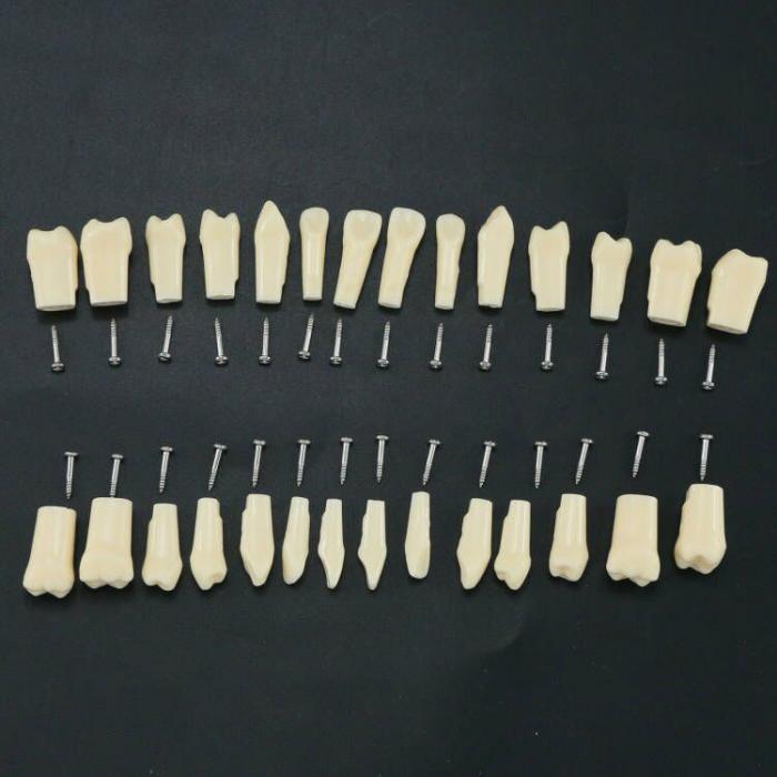 Dental Zähne Modell Typodont M8024/M8025 Kompatibel Nissin Kilgore 200