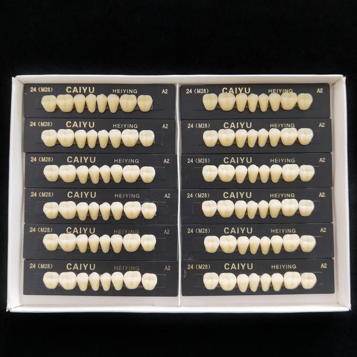 Caiyu Heiying Zahnprothese aus synthetischem Acrylpolymerharz (obere/untere Backenzähne)