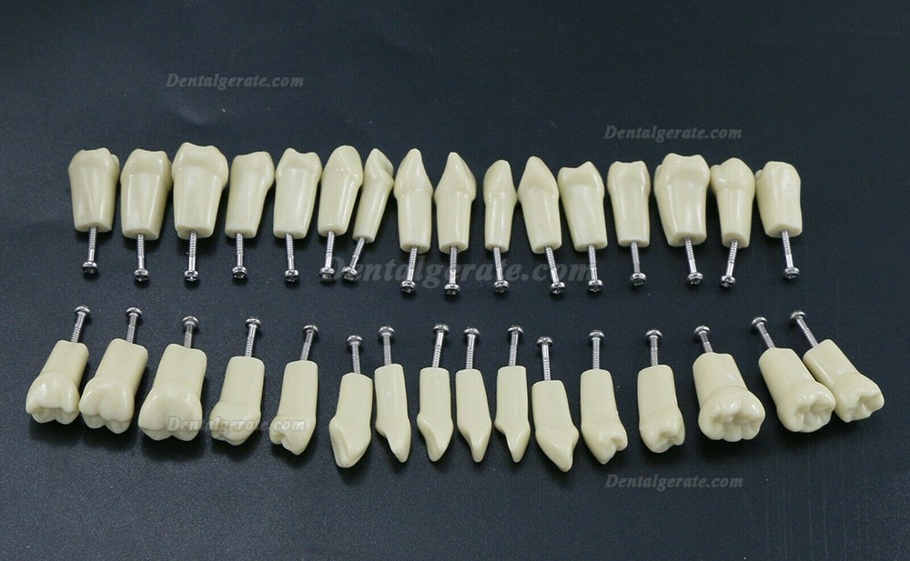 32 Stck Dental Typodont Restorative Standardmodell Zahnmodelle / Arbeitsmodelle Kompatibel mit Frasaco AG3 Modell