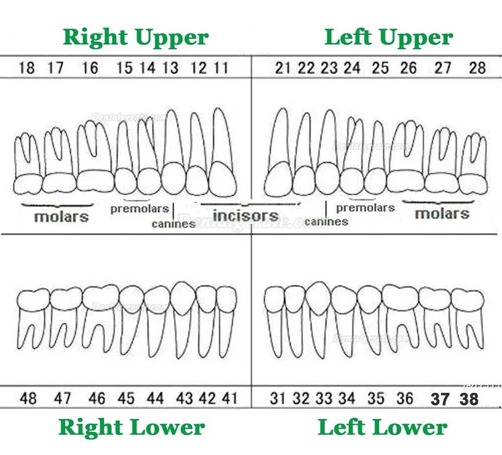 32 Stck Dental Typodont Restorative Standardmodell Zahnmodelle / Arbeitsmodelle Kompatibel mit Frasaco AG3 Modell