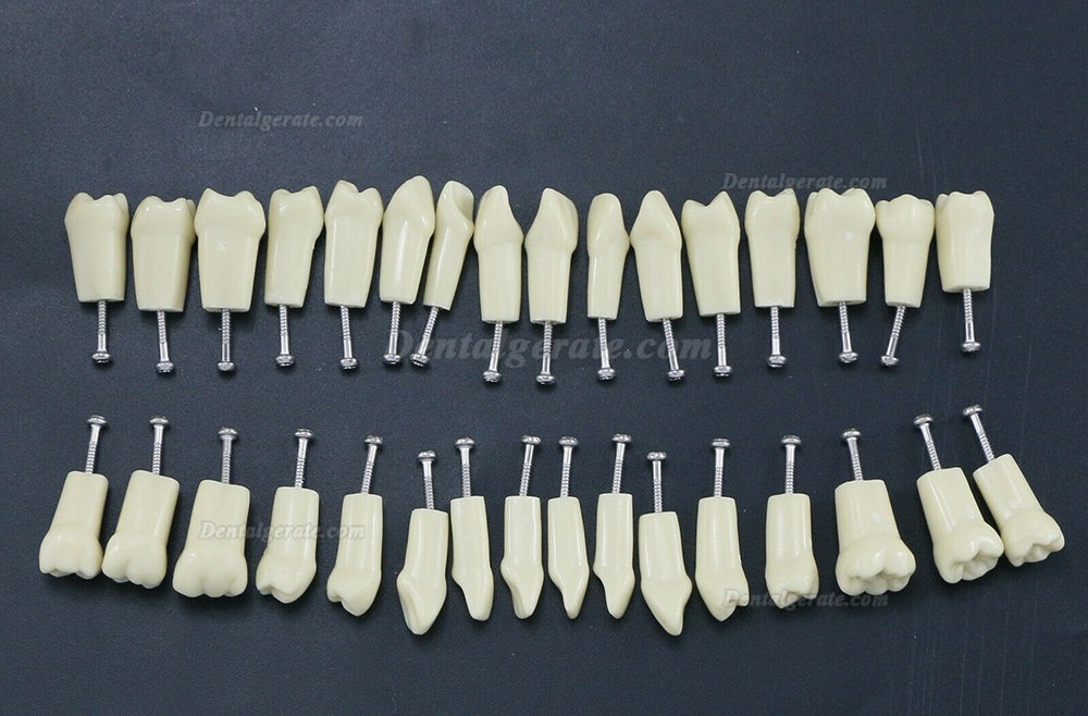 32 Stck Dental Typodont Restorative Standardmodell Zahnmodelle / Arbeitsmodelle Kompatibel mit Frasaco AG3 Modell