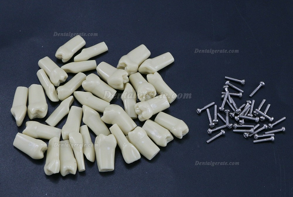 32 Stck Dental Typodont Restorative Standardmodell Zahnmodelle / Arbeitsmodelle Kompatibel mit Frasaco AG3 Modell