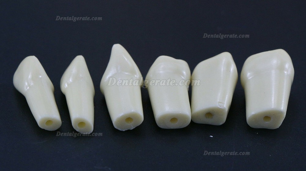 32 Stck Dental Typodont Restorative Standardmodell Zahnmodelle / Arbeitsmodelle Kompatibel mit Frasaco AG3 Modell