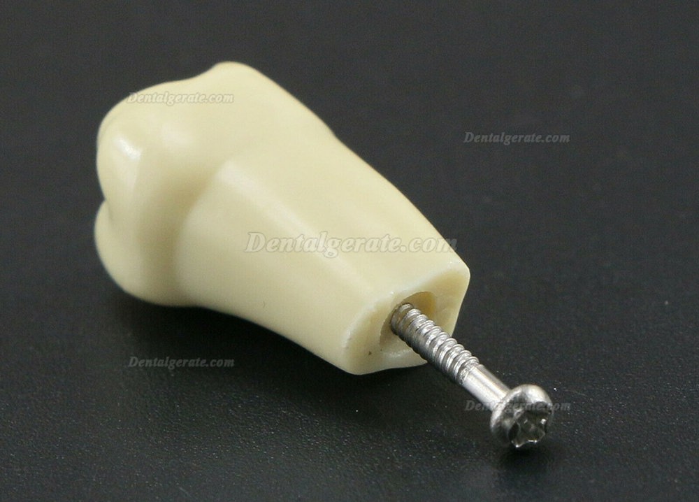 32 Stck Dental Typodont Restorative Standardmodell Zahnmodelle / Arbeitsmodelle Kompatibel mit Frasaco AG3 Modell