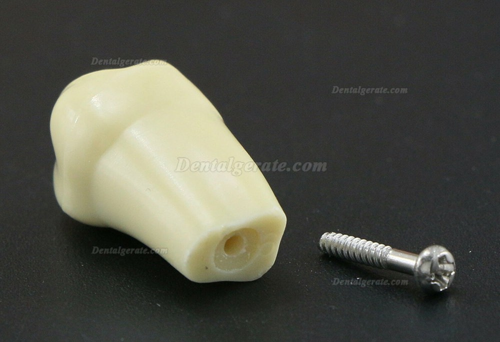 32 Stck Dental Typodont Restorative Standardmodell Zahnmodelle / Arbeitsmodelle Kompatibel mit Frasaco AG3 Modell