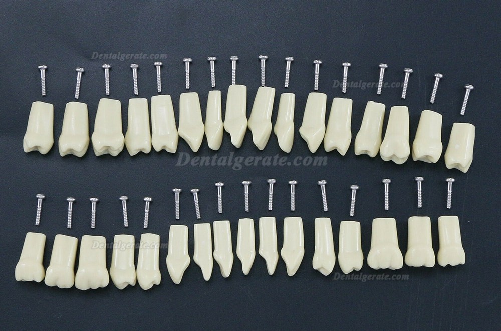 32 Stck Dental Typodont Restorative Standardmodell Zahnmodelle / Arbeitsmodelle Kompatibel mit Frasaco AG3 Modell