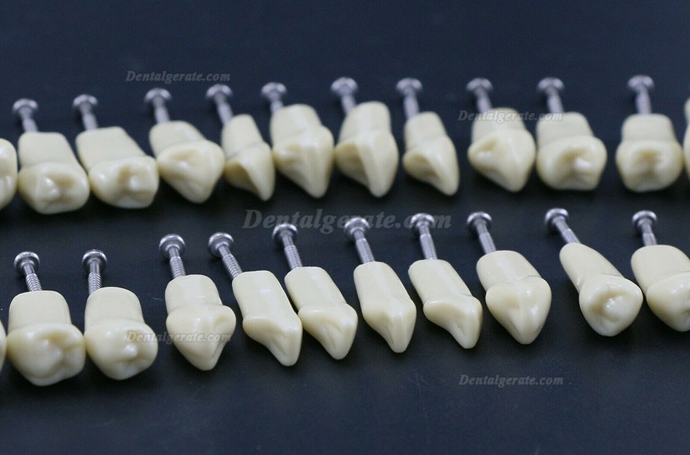 32 Stck Dental Typodont Restorative Standardmodell Zahnmodelle / Arbeitsmodelle Kompatibel mit Frasaco AG3 Modell