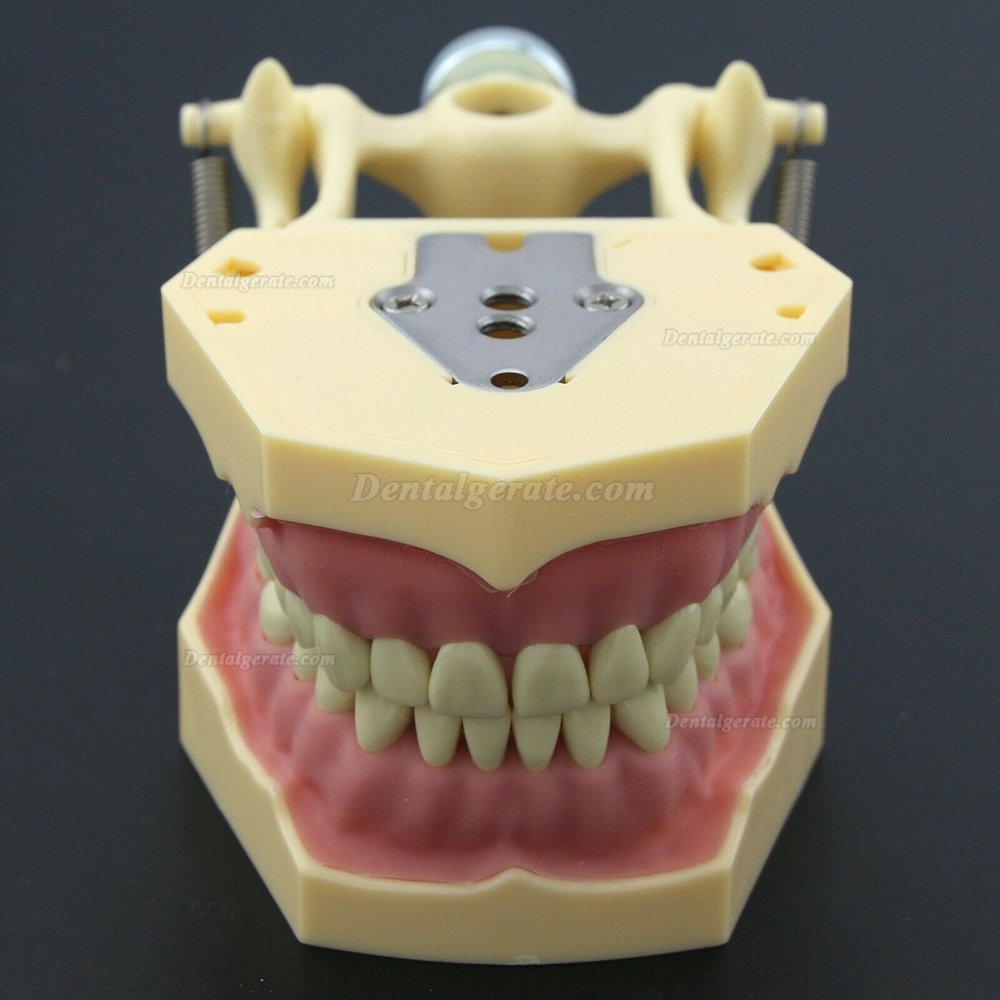 Dental Typodont Restorative Standardmodell M8014-2 Kompatibel mit Frasaco AG3 Modell