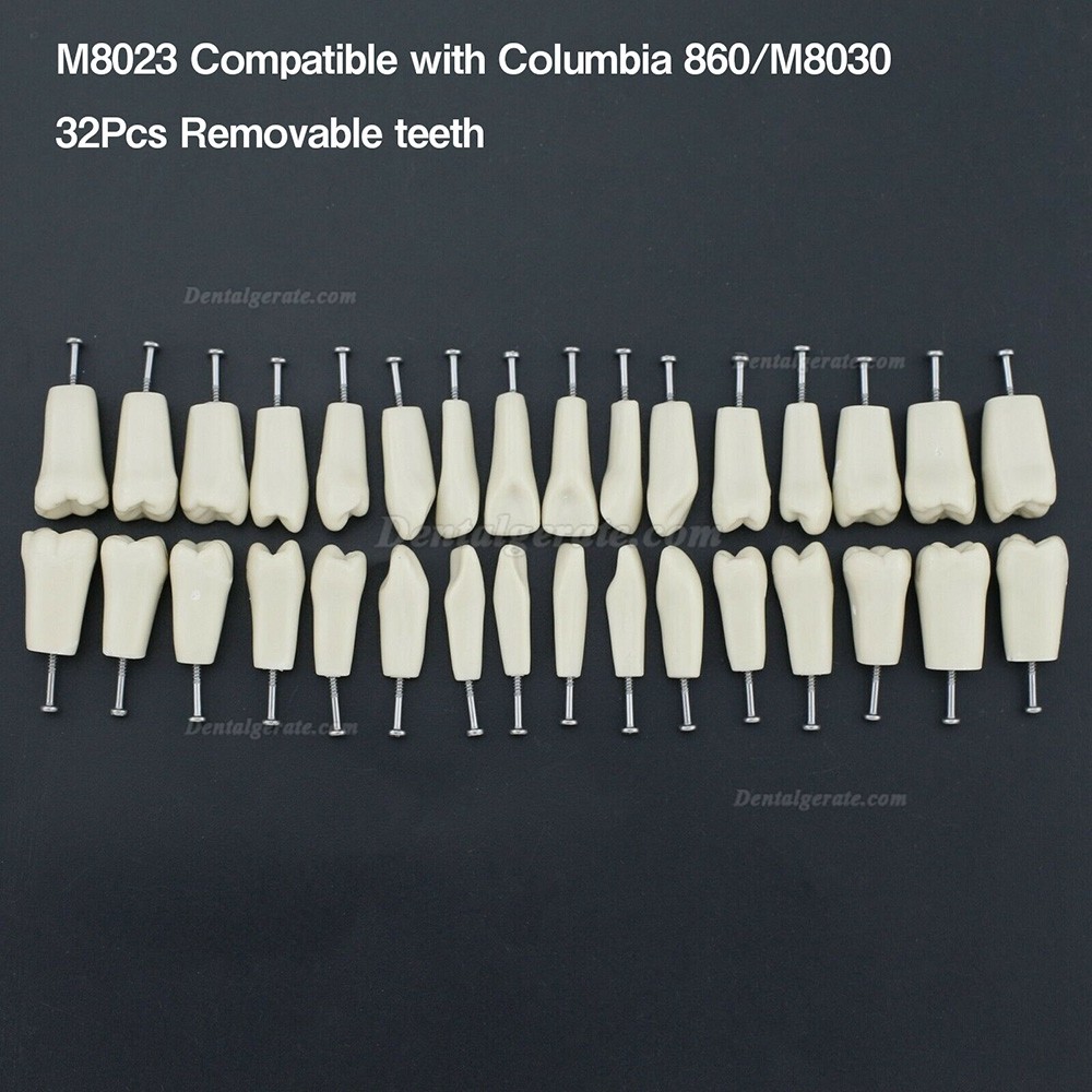 Dental Modellzähne M8023 32 Stck Ersatzzähne (Kompatibler Columbia 860) Dental Modellzähne M8023 32 Stck Ersatzzähne (Kompatibler Columbia 860)
