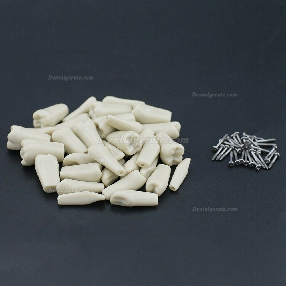 Dental Modellzähne M8023 32 Stck Ersatzzähne (Kompatibler Columbia 860) Dental Modellzähne M8023 32 Stck Ersatzzähne (Kompatibler Columbia 860)