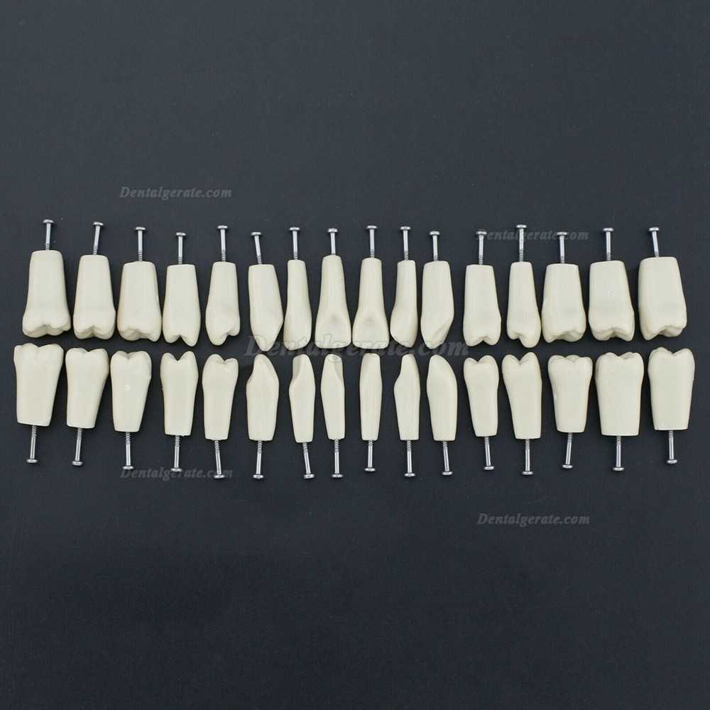 Dental Modellzähne M8023 32 Stck Ersatzzähne (Kompatibler Columbia 860) Dental Modellzähne M8023 32 Stck Ersatzzähne (Kompatibler Columbia 860)
