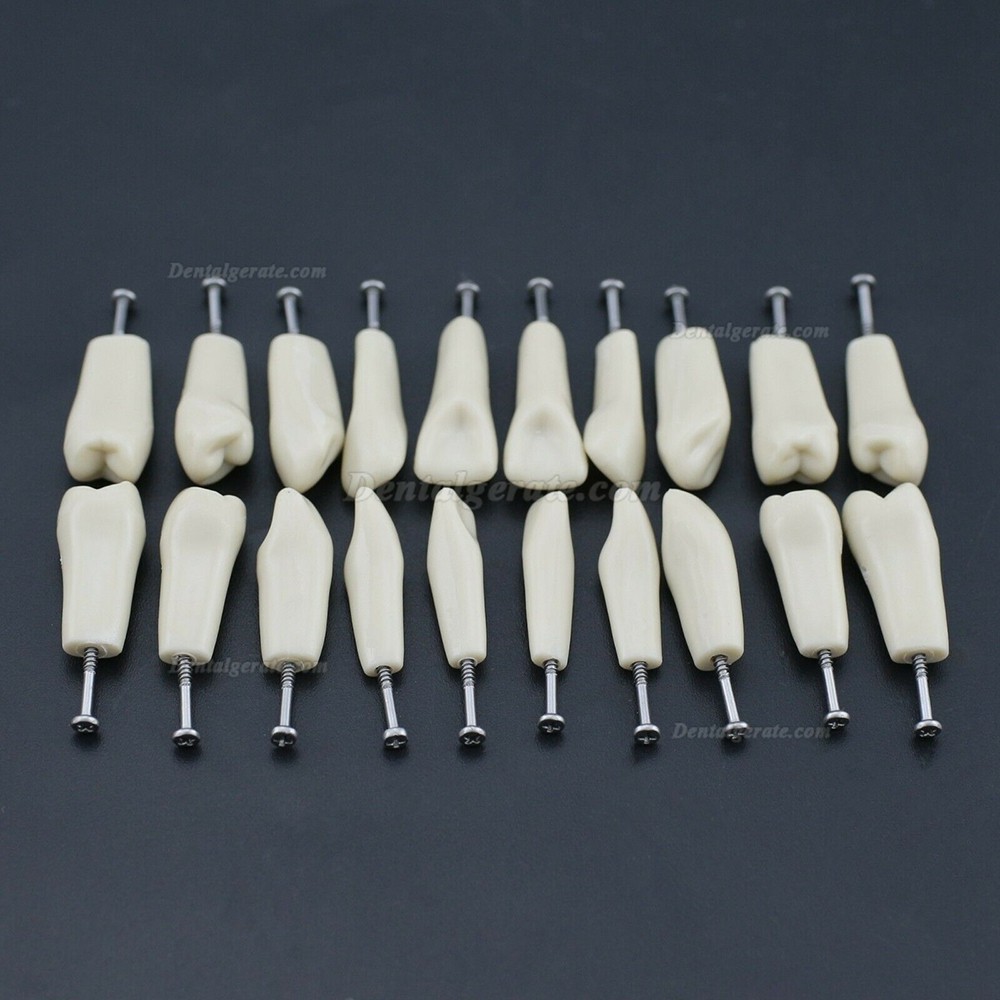 Dental Modellzähne M8023 32 Stck Ersatzzähne (Kompatibler Columbia 860) Dental Modellzähne M8023 32 Stck Ersatzzähne (Kompatibler Columbia 860)
