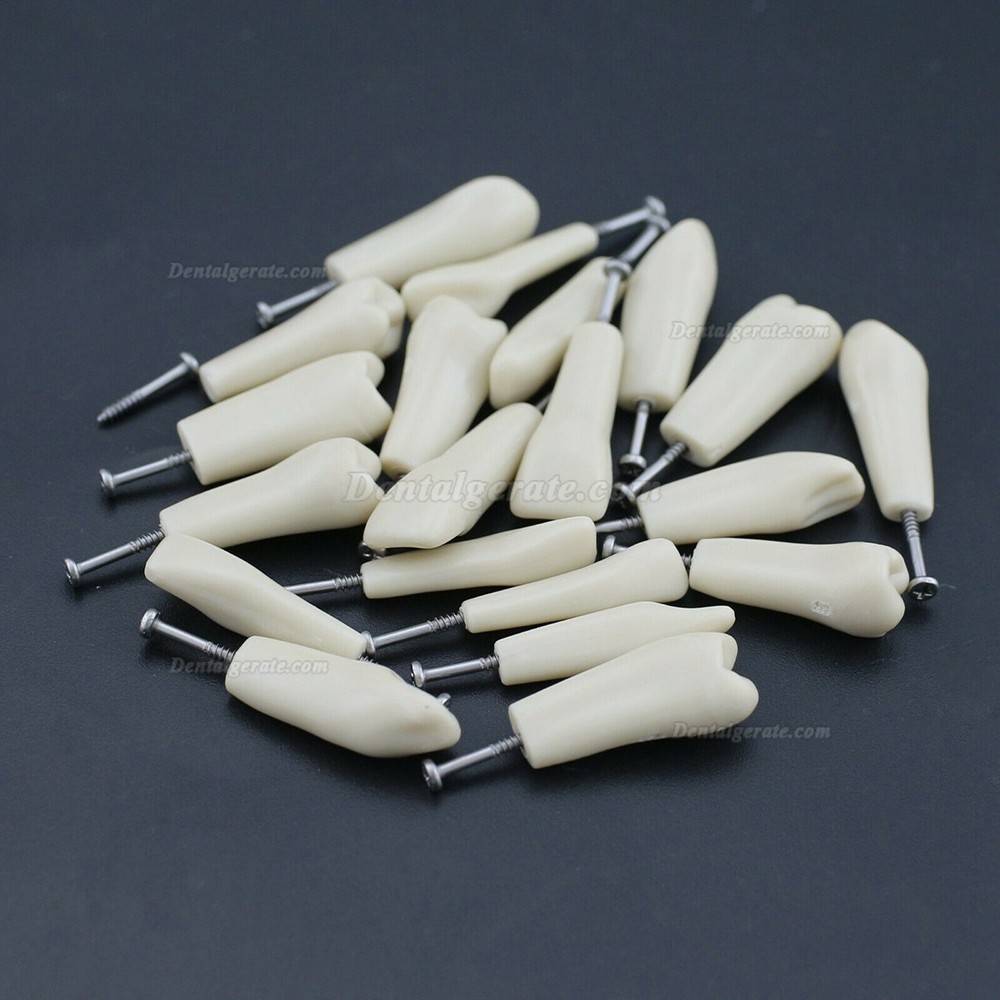 Dental Modellzähne M8023 32 Stck Ersatzzähne (Kompatibler Columbia 860) Dental Modellzähne M8023 32 Stck Ersatzzähne (Kompatibler Columbia 860)