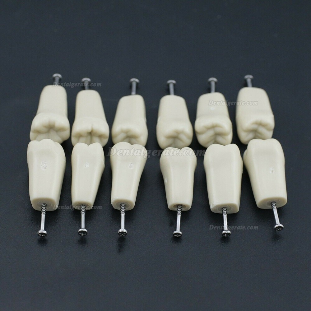 Dental Modellzähne M8023 32 Stck Ersatzzähne (Kompatibler Columbia 860) Dental Modellzähne M8023 32 Stck Ersatzzähne (Kompatibler Columbia 860)