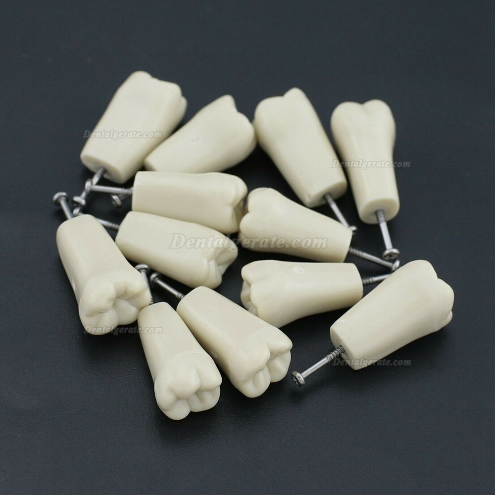 Dental Modellzähne M8023 32 Stck Ersatzzähne (Kompatibler Columbia 860) Dental Modellzähne M8023 32 Stck Ersatzzähne (Kompatibler Columbia 860)