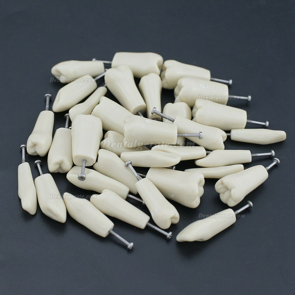 Dental Modellzähne M8023 32 Stck Ersatzzähne (Kompatibler Columbia 860) Dental Modellzähne M8023 32 Stck Ersatzzähne (Kompatibler Columbia 860)