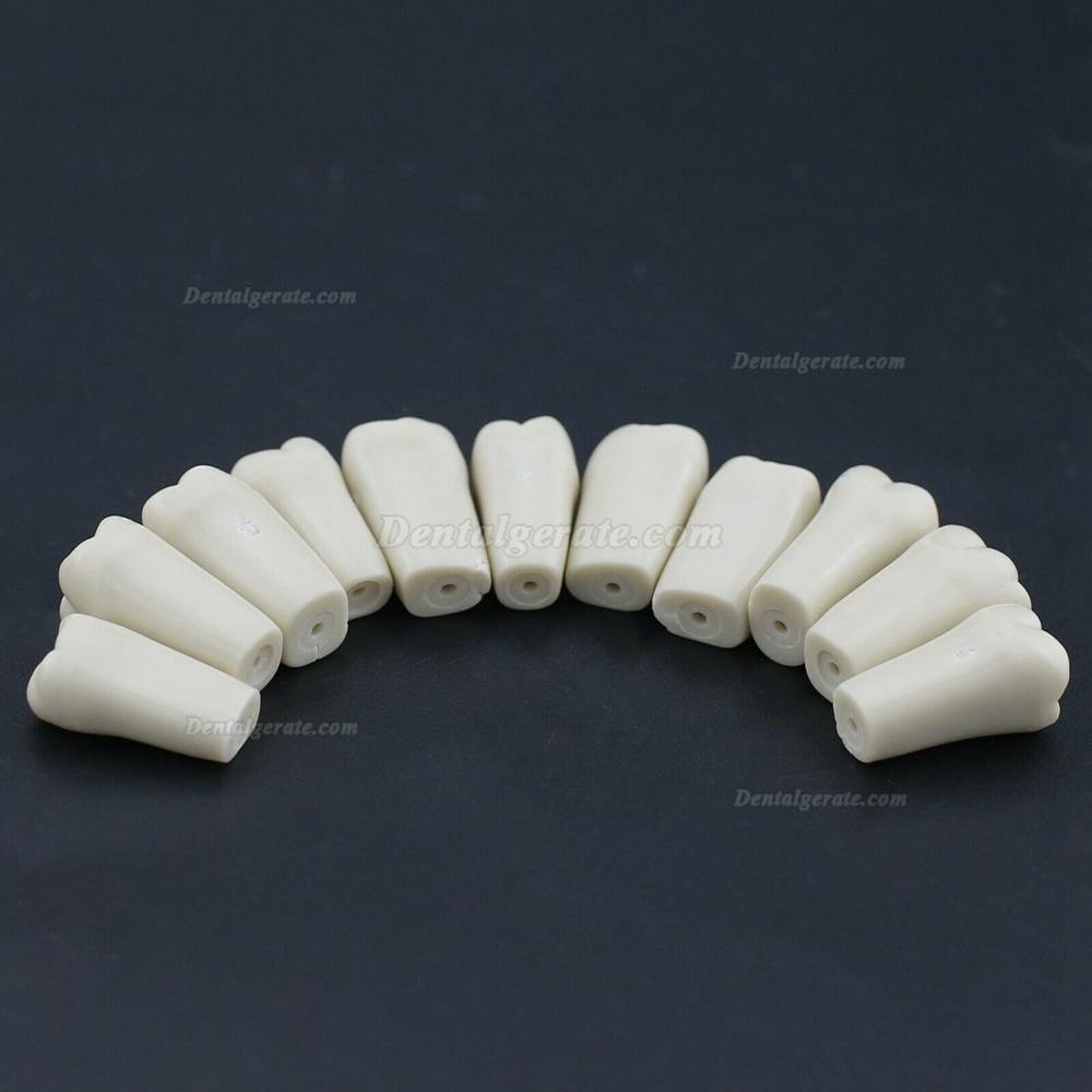 Dental Modellzähne M8023 32 Stck Ersatzzähne (Kompatibler Columbia 860) Dental Modellzähne M8023 32 Stck Ersatzzähne (Kompatibler Columbia 860)