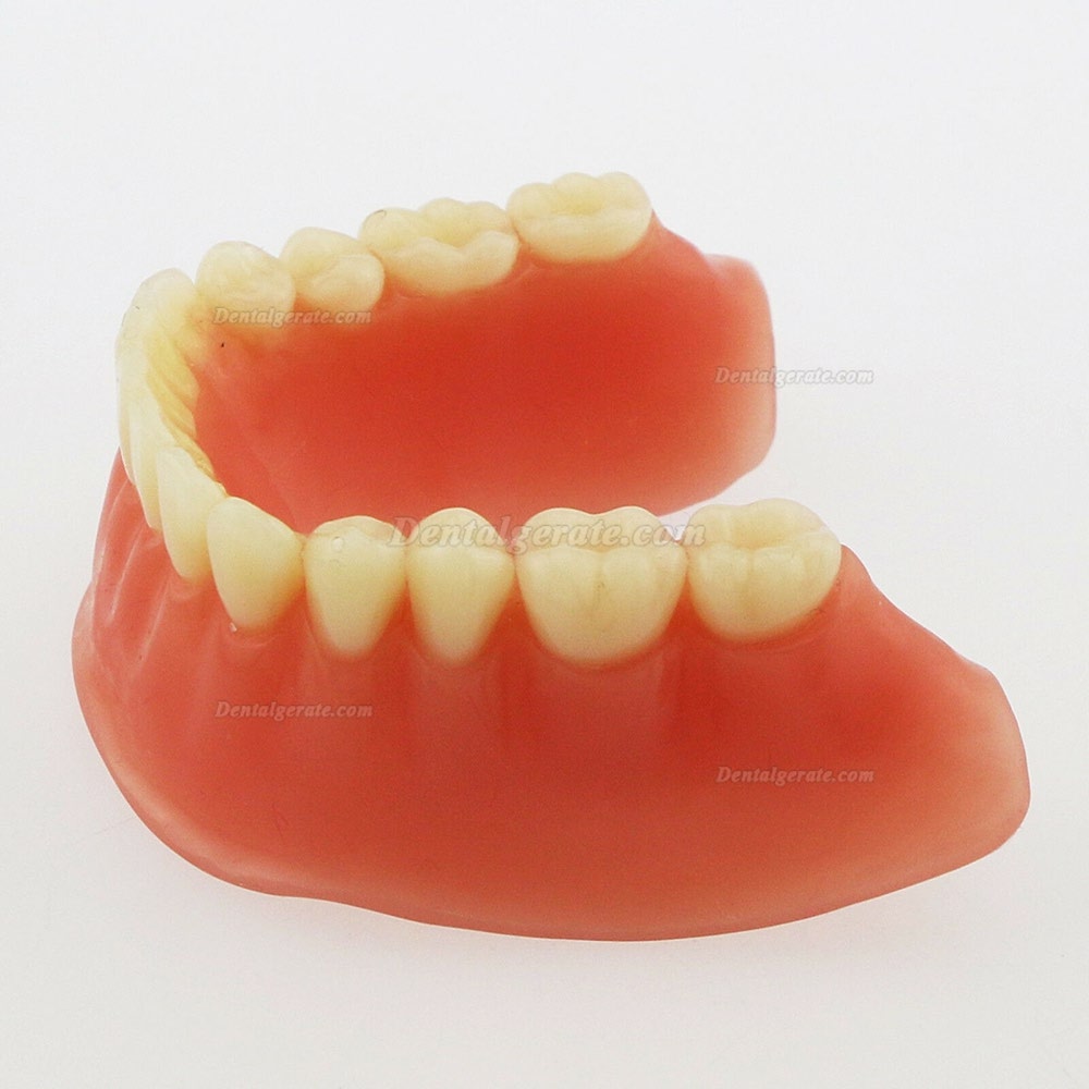 Dental Minderwertige Zähne Modell Overdenture Precision 4 Implantate Demo Silver Bar Dental Minderwertige Zähne Modell Overdenture Precision 4 Implantate Demo Silver Bar