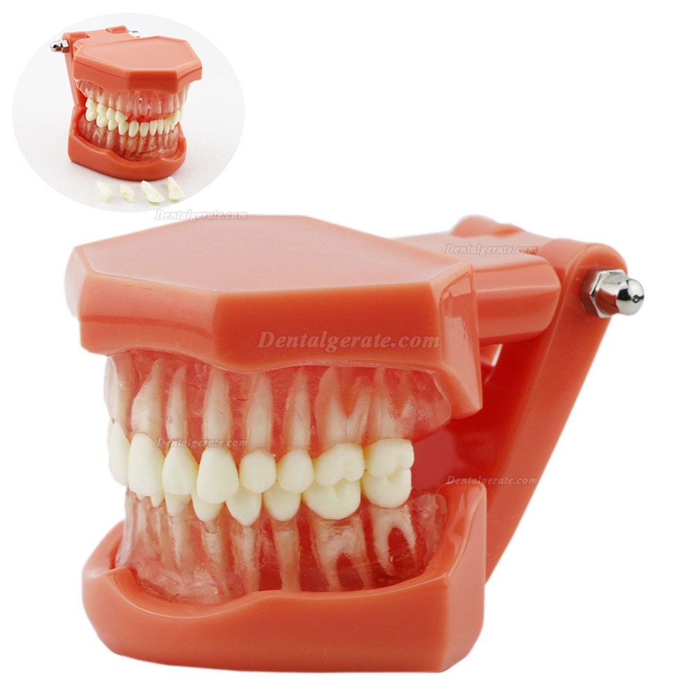 DENTAL Neue Z&auml;hne Modell 7005 Erwachsene Standard 5.2 demonstratio