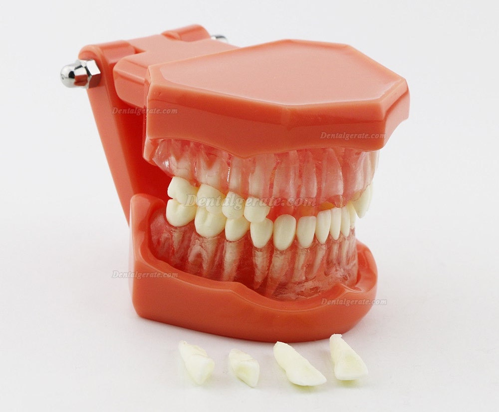 DENTAL Neue Z&auml;hne Modell 7005 Erwachsene Standard 5.2 demonstratio