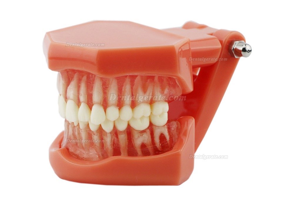 DENTAL Neue Z&auml;hne Modell 7005 Erwachsene Standard 5.2 demonstratio