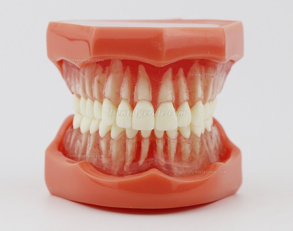DENTAL Neue Z&auml;hne Modell 7005 Erwachsene Standard 5.2 demonstratio