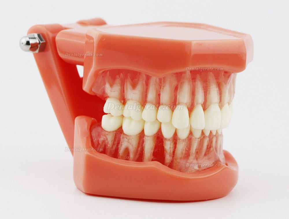 DENTAL Neue Z&auml;hne Modell 7005 Erwachsene Standard 5.2 demonstratio