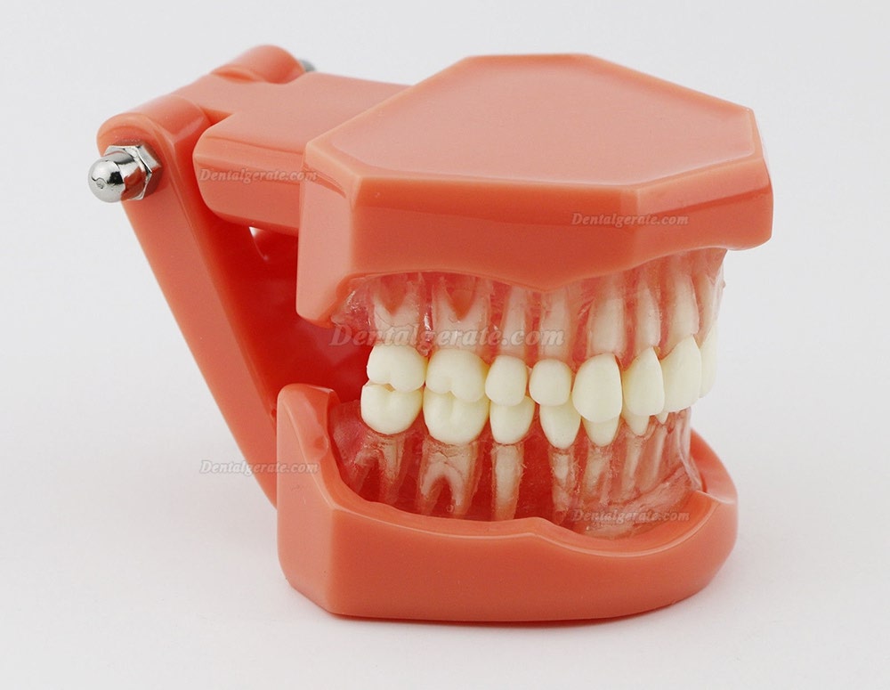 DENTAL Neue Z&auml;hne Modell 7005 Erwachsene Standard 5.2 demonstratio
