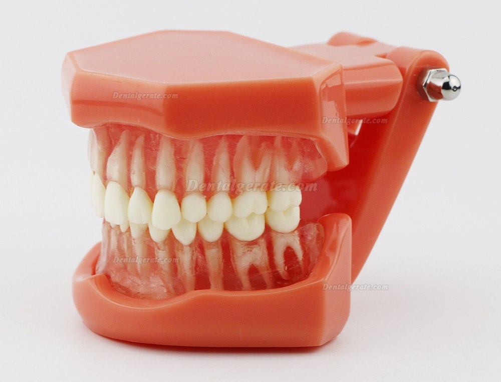 DENTAL Neue Z&auml;hne Modell 7005 Erwachsene Standard 5.2 demonstratio