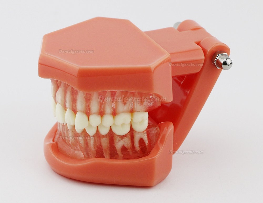 DENTAL Neue Z&auml;hne Modell 7005 Erwachsene Standard 5.2 demonstratio