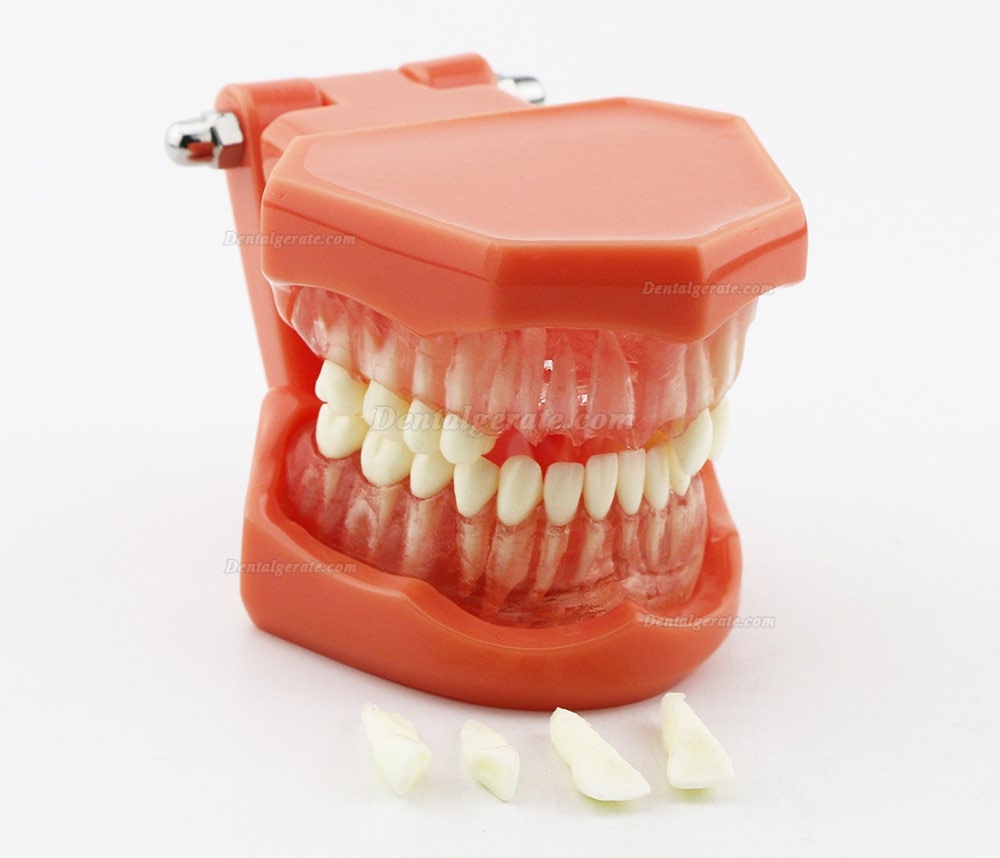 DENTAL Neue Z&auml;hne Modell 7005 Erwachsene Standard 5.2 demonstratio