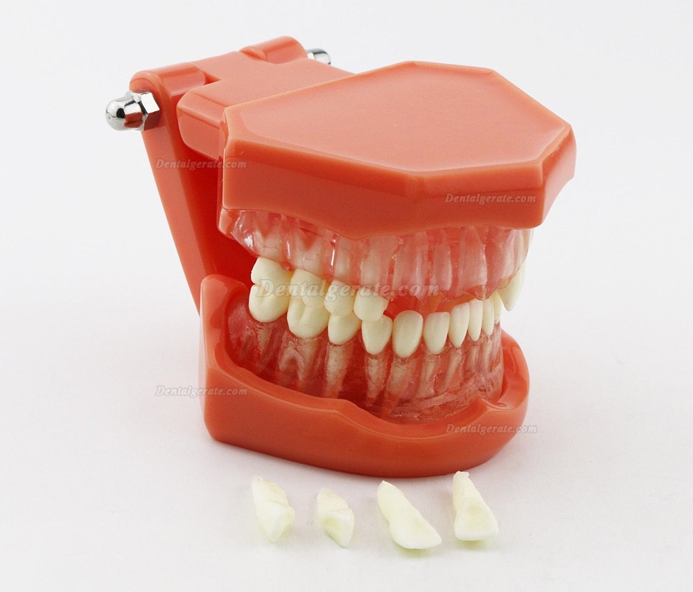 DENTAL Neue Z&auml;hne Modell 7005 Erwachsene Standard 5.2 demonstratio