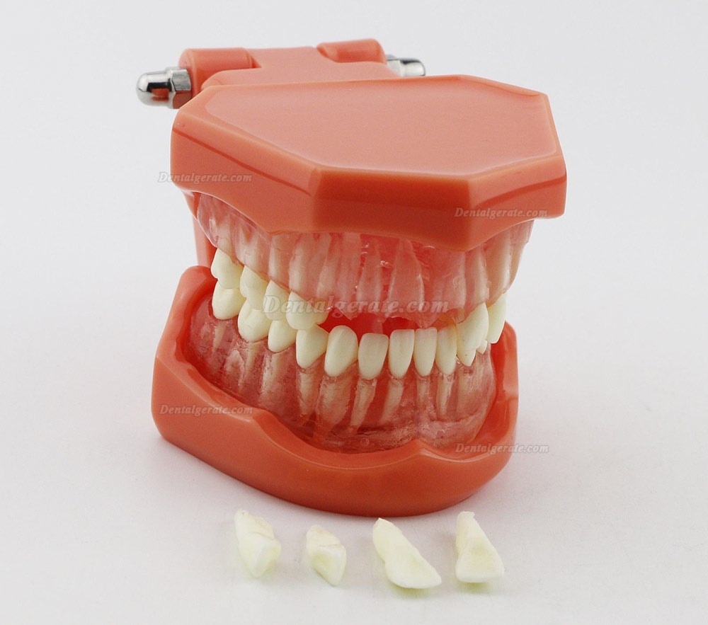 DENTAL Neue Z&auml;hne Modell 7005 Erwachsene Standard 5.2 demonstratio