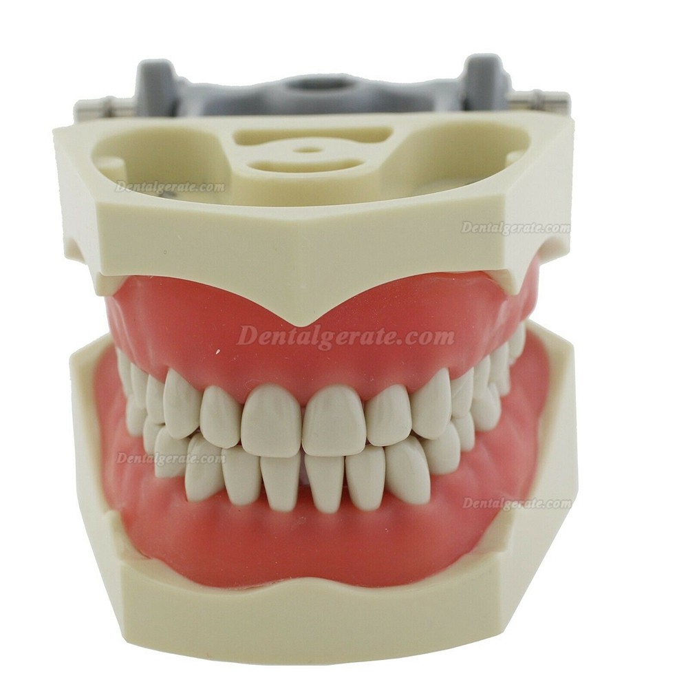 Zahnmodell Kiefer Modell M8030 32 Stck Z&auml;hne (Kompatibler Columbia 860)