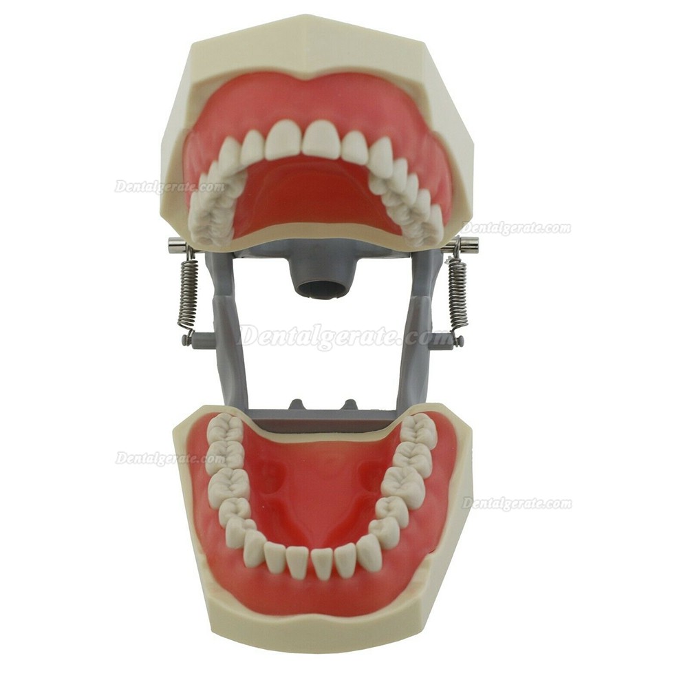Zahnmodell Kiefer Modell M8030 32 Stck Z&auml;hne (Kompatibler Columbia 860)