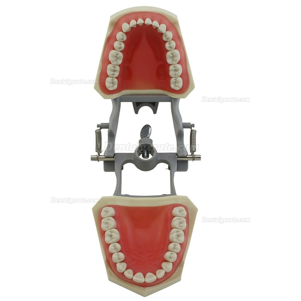 Zahnmodell Kiefer Modell M8030 32 Stck Z&auml;hne (Kompatibler Columbia 860)