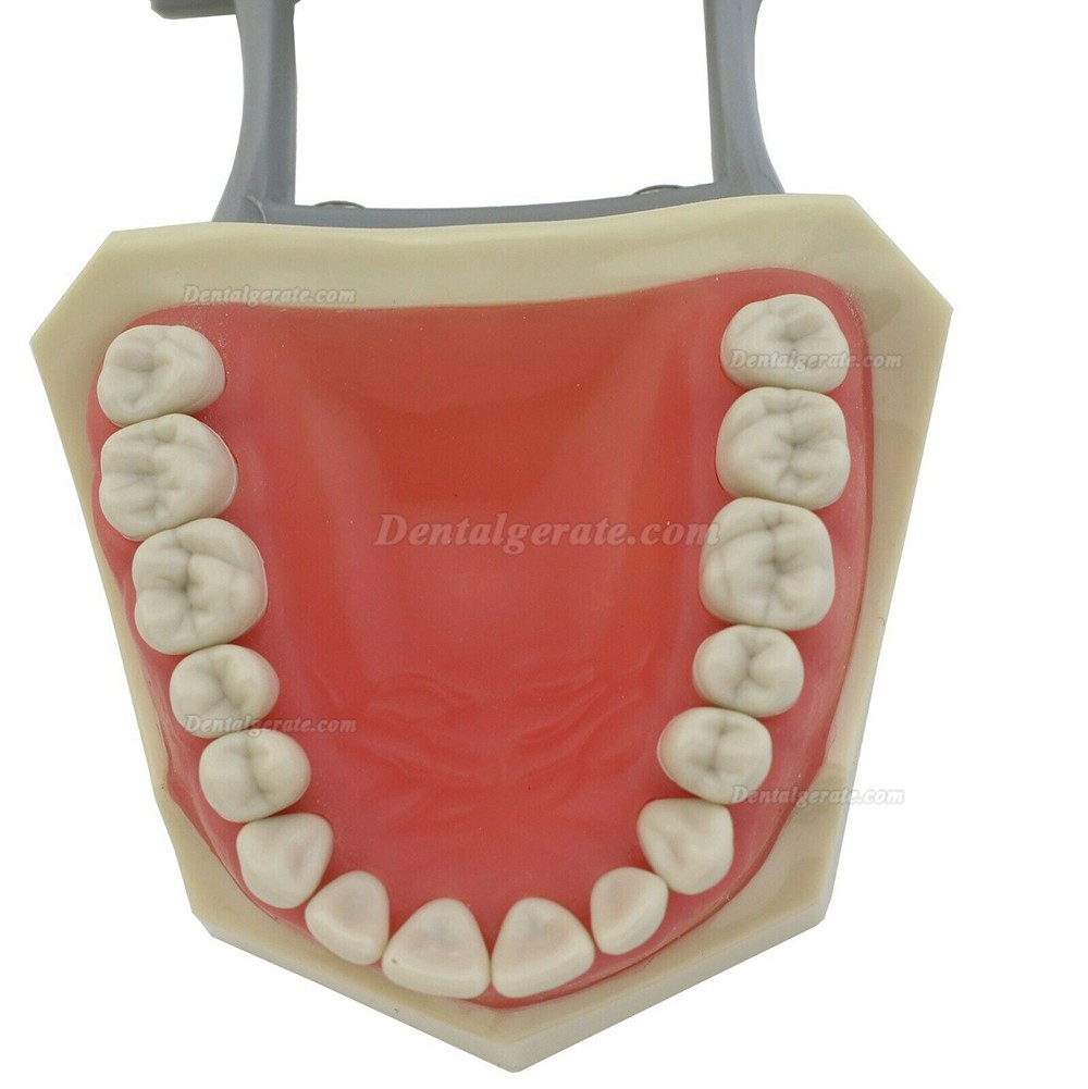 Zahnmodell Kiefer Modell M8030 32 Stck Z&auml;hne (Kompatibler Columbia 860)