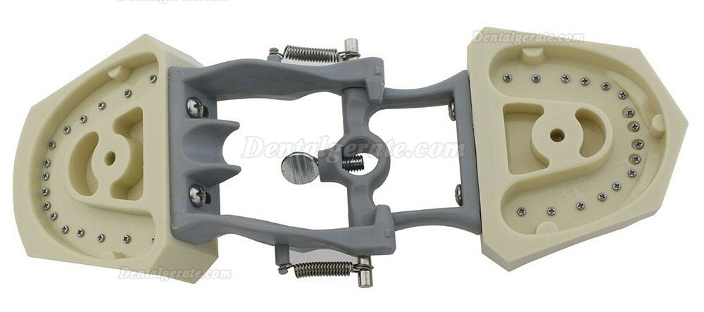 Zahnmodell Kiefer Modell M8030 32 Stck Z&auml;hne (Kompatibler Columbia 860)