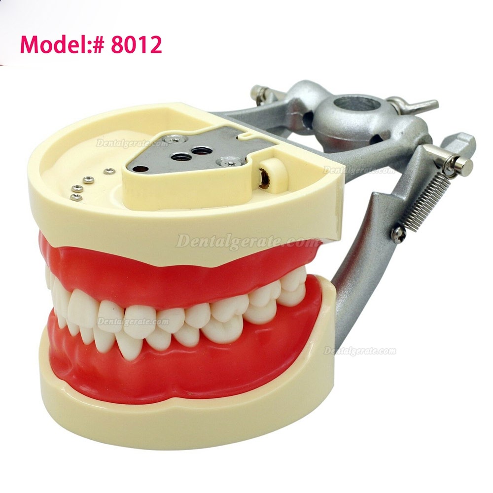 Kilgore NISSIN 200 Typ Dental Typodont Modell mit abnehmbaren Zähnen Kilgore NISSIN 200 Typ Dental Typodont Modell mit abnehmbaren Zähnen