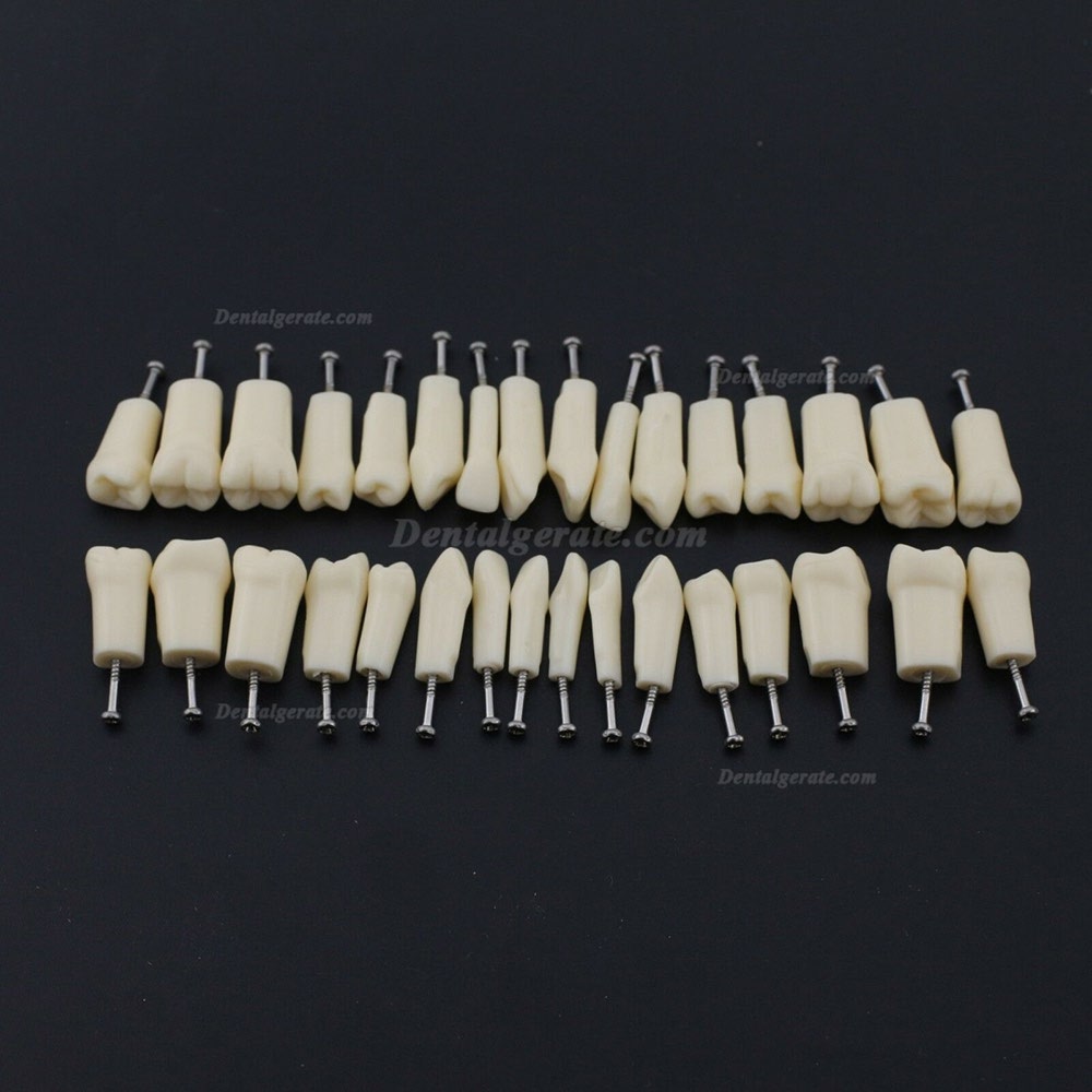 Kilgore NISSIN 200 Typ Dental Typodont Modell mit abnehmbaren Zähnen Kilgore NISSIN 200 Typ Dental Typodont Modell mit abnehmbaren Zähnen