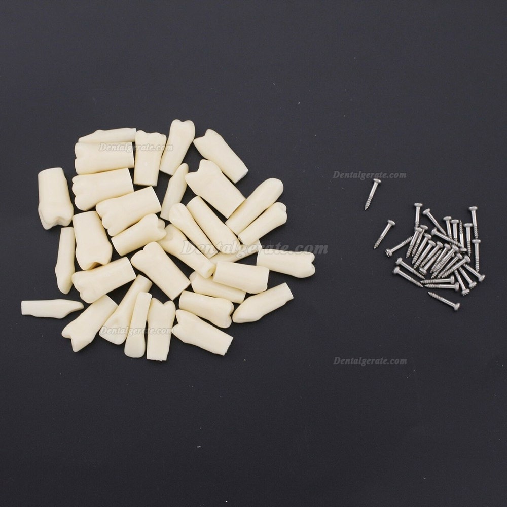 Kilgore NISSIN 200 Typ Dental Typodont Modell mit abnehmbaren Zähnen Kilgore NISSIN 200 Typ Dental Typodont Modell mit abnehmbaren Zähnen