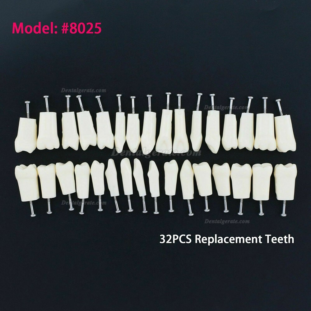 Kilgore NISSIN 200 Typ Dental Typodont Modell mit abnehmbaren Zähnen Kilgore NISSIN 200 Typ Dental Typodont Modell mit abnehmbaren Zähnen
